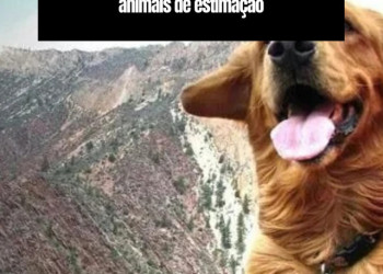 Decore seu lar com verde sem preocupações: Descubra as plantas perfeitas para ter com animais de estimação