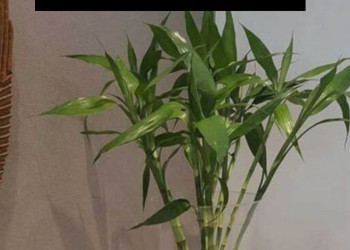 Como Usar o Bambu da Sorte no Feng Shui