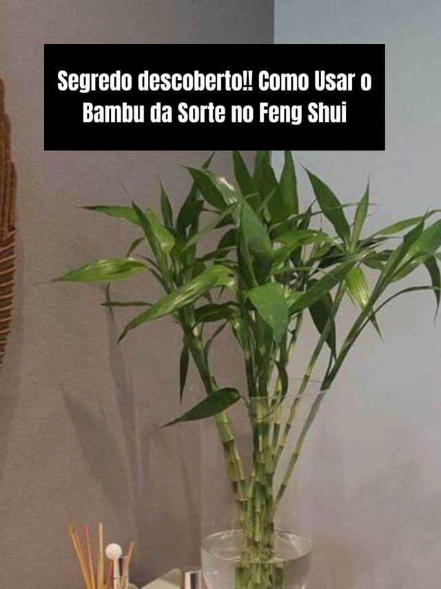 Como Usar o Bambu da Sorte no Feng Shui