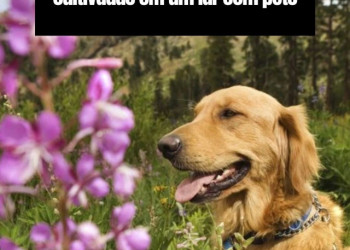 Conheça as plantas que podem ser cultivadas em um lar com pets